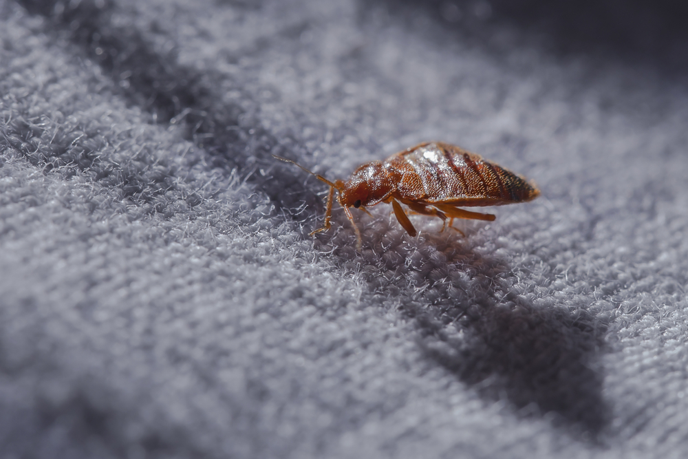 Bed Bug Removal | Denver's Full Service Junk Removal | Altitude Hauling